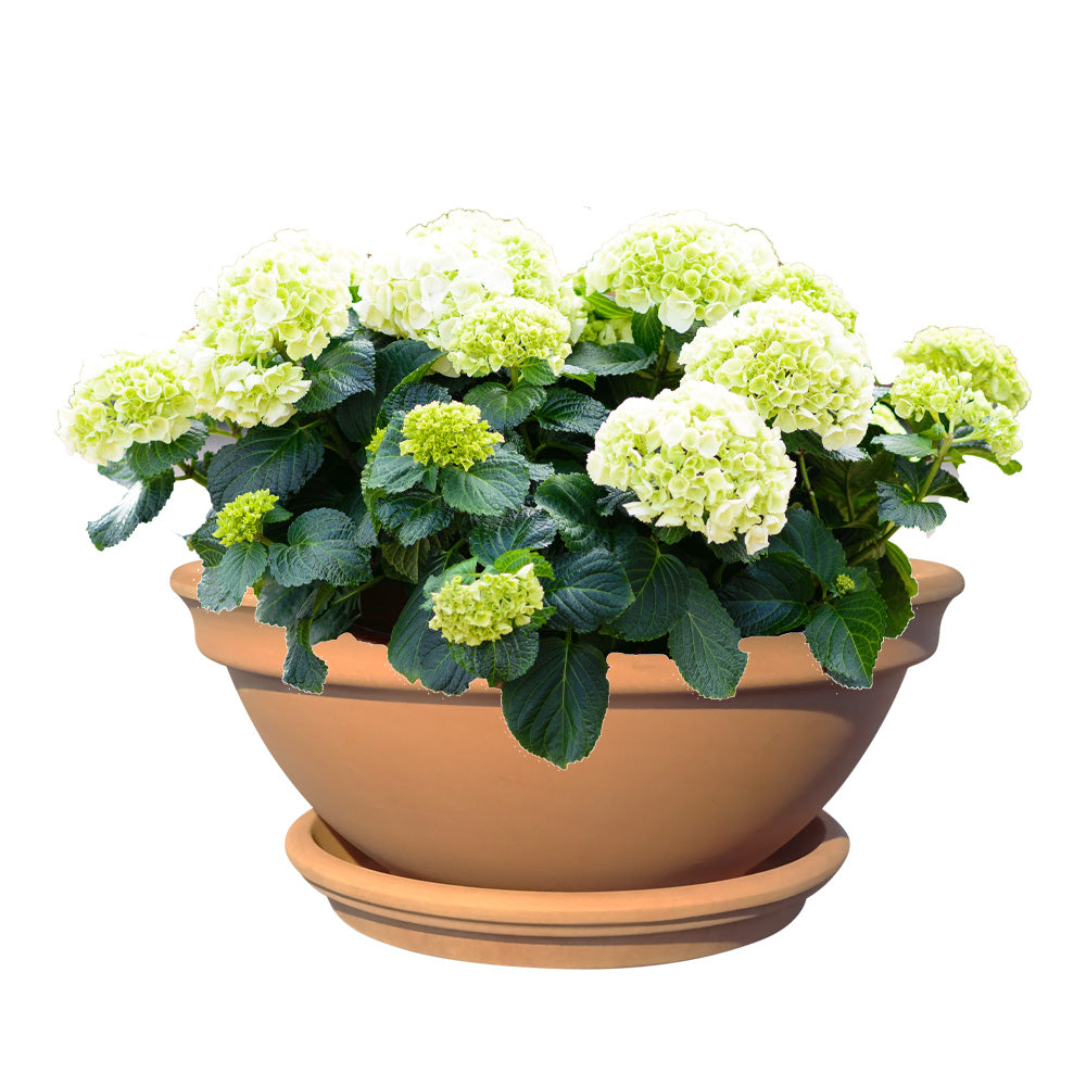 Teller / Untersetzer Terrakotta 25cm - tucano-hamburg