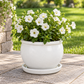 plate white 31cm