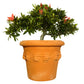 Blumentopf, Pflanzgefäß Conca Limoni 30x24cm - tucano-hamburg